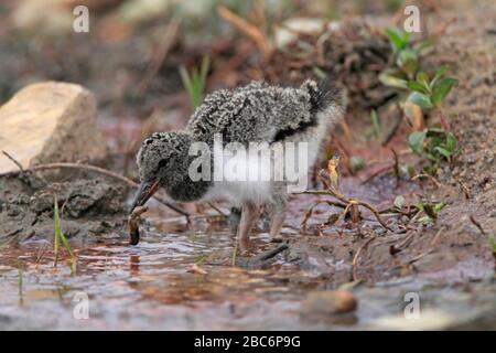 OYSTERCATCHER (Haematopus ostralegus) kichern Beute fangen, Kaithness, Großbritannien. Stockfoto