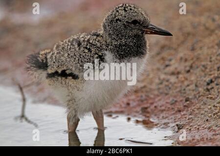 OYSTERCATCHER (Haematopus ostralegus) kichern Sie wattend am Rande eines kleinen Sees auf der Suche nach Beute, Caithness, Schottland, Großbritannien. Stockfoto