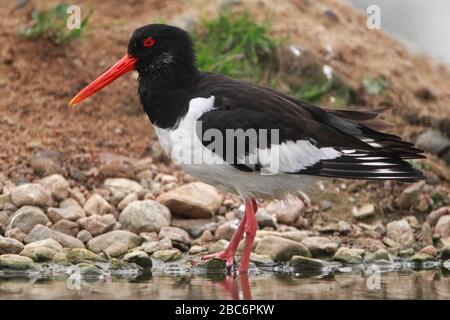 OYSTERCATCHER (Haematopus ostralegus) auf der Suche nach Beute am Rande eines Süßwassersee-Sees in der Nähe des Meeres, Caithness, Schottland, Großbritannien. Stockfoto