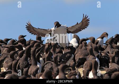 GUILLEMOT (Uria Aalge) landet mit einem Fisch in seiner überfüllten Brutkolonie Farne Islands, Northumberland, Großbritannien. Stockfoto