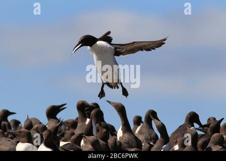 GUILLEMOT (Uria Aalge) kommt mit einem Fisch in seiner überfüllten Brutkolonie in Großbritannien an Land. Stockfoto