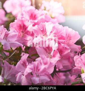 Blumen blühen Azaleen, rosafarbene Rhodendron-Knospen auf grünem Grund Stockfoto