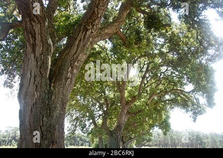 Eichen im naturschutzgebiet santo andré, nördlich von Sines, portugal Stockfoto