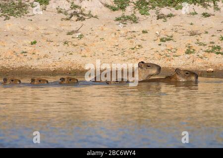 Capybara, Hydrochoerus hydrochaeris, Familie mit Jungen bei Sonnenuntergang, LOS LLANOS, Venezuela, Südamerika, Amerika Stockfoto