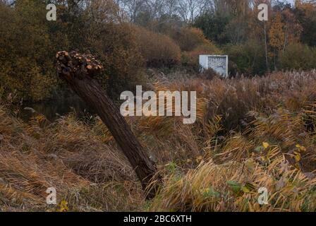 Berkeley bat House IJP Architects Wetland Centre, Queen Elizabeth's Walk, Barnes, Richmond, London, SW13 9WT Stockfoto