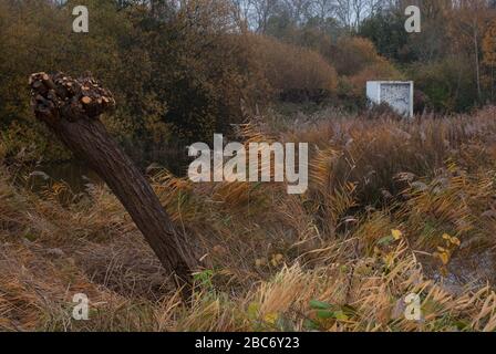 Berkeley bat House IJP Architects Wetland Centre, Queen Elizabeth's Walk, Barnes, Richmond, London, SW13 9WT Stockfoto