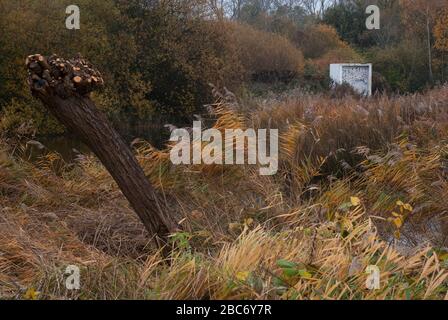 Berkeley bat House IJP Architects Wetland Centre, Queen Elizabeth's Walk, Barnes, Richmond, London, SW13 9WT Stockfoto