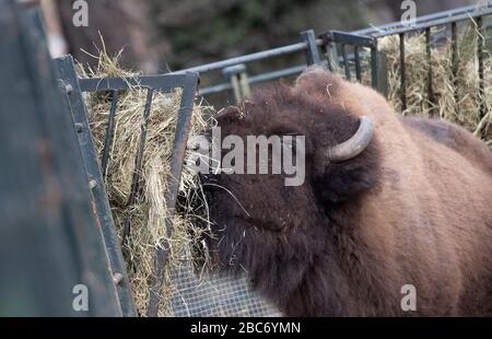 Berlin, Deutschland. April 2020. Im Zoo kann ein Bison gekostet werden. Credit: Paul Zinken / dpa / Alamy Live News Stockfoto