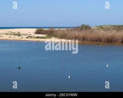 Lagoa dos Salgados, ein Biotop zwischen Armacaou de Pera und Albufeira an der Küste der Algarve in Portugal Stockfoto