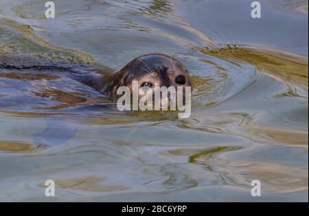 Berlin, Deutschland. April 2020. Ein Siegel schwimmt in seinem Gehege im Zoo. Credit: Paul Zinken / dpa / Alamy Live News Stockfoto
