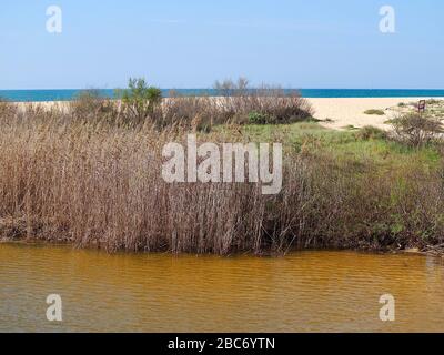 Lagoa dos Salgados, ein Biotop zwischen Armacaou de Pera und Albufeira an der Küste der Algarve in Portugal Stockfoto