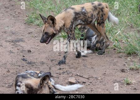 Eine Rudel afrikanischer Wildhunde (Lycaon pictus), die an einem Wasserloch im Timbavati Reserve, Südafrika, ruht Stockfoto