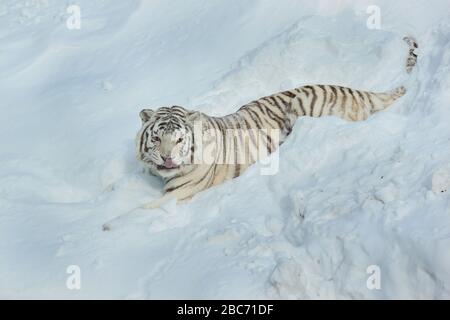 Wilder weißer bengal-tiger liegt auf weißem Schnee. Tiere in der Tierwelt. Stockfoto