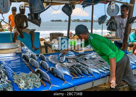 Ein Besitzer des Stalls organisiert den Tagesfang, um ihn vor dem Austrocknen in der Hitze auf dem Galle Fish Market in der Nähe der Stadt Galle in Sri Lanka zu bewahren. Stockfoto