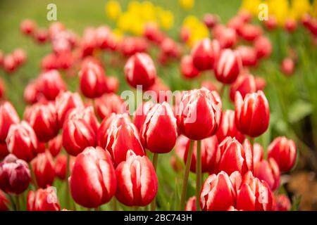 Erstaunliche orangefarbene Tulpenblumen, die in einem Tulpenfeld blühen Stockfoto