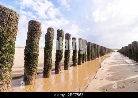 Groynes (Buhnen) - Stangen, die Stück für Stück ins Meer laufen, um den Strand zu schützen. Blick auf den trüb blauen Himmel am Horizont. niederlande in Stockfoto