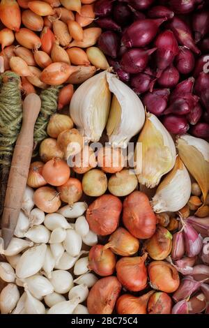 Knoblauchzwiebeln und Zwiebelsätze für Elefanten bereit zum Pflanzen - Allium ampeloprasum var. ampeloprasum und Allium cepa 'Roter Baron', 'Snowball', 'Centurion'. Stockfoto