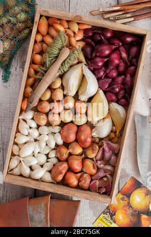 Knoblauchzwiebeln und Zwiebelsätze für Elefanten bereit zum Pflanzen - Allium ampeloprasum var. ampeloprasum und Allium cepa 'Roter Baron', 'Snowball', 'Centurion'. Stockfoto