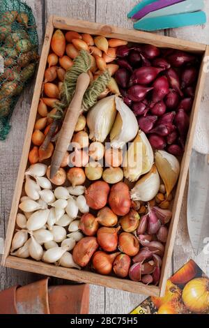 Knoblauchzwiebeln und Zwiebelsätze für Elefanten bereit zum Pflanzen - Allium ampeloprasum var. ampeloprasum und Allium cepa 'Roter Baron', 'Snowball', 'Centurion'. Stockfoto