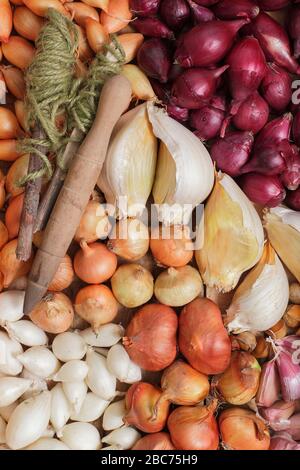 Knoblauchzwiebeln und Zwiebelsätze für Elefanten bereit zum Pflanzen - Allium ampeloprasum var. ampeloprasum und Allium cepa 'Roter Baron', 'Snowball', 'Centurion'. Stockfoto