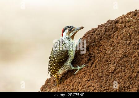 Ein weiblicher Bennett's Woodpecker, der im Kruger National Park, Südafrika, fortert Stockfoto