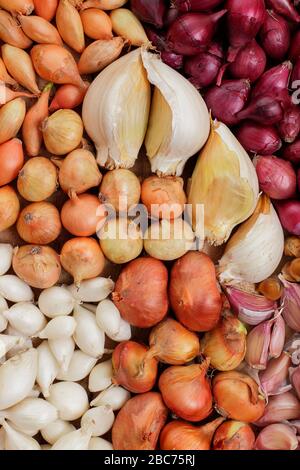 Knoblauchzwiebeln und Zwiebelsätze für Elefanten bereit zum Pflanzen - Allium ampeloprasum var. ampeloprasum und Allium cepa 'Roter Baron', 'Snowball', 'Centurion'. Stockfoto