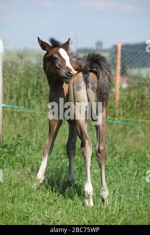 Porträt des erstaunlichen braunen Fohlen, das auf Pasturage steht Stockfoto