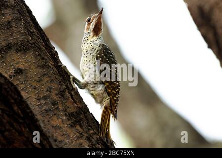 Ein weiblicher Bennett's Woodpecker, der im Kruger National Park, Südafrika, fortert Stockfoto