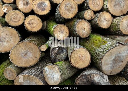 Nahaufnahme eines Haufens geschnittener mittelgroßer Baumstämme Stockfoto