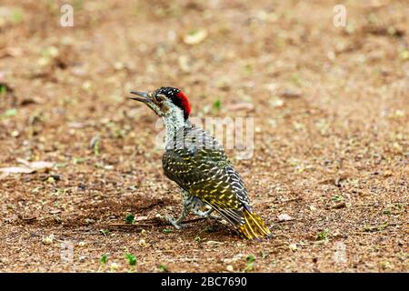 Ein weiblicher Bennett's Woodpecker, der im Kruger National Park, Südafrika, fortert Stockfoto