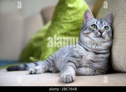 Graue Katze auf dem Sofa in der Nähe, Porträt einer kleinen neugierigen Katze, graue Katze, Haustier zu Hause, Kätzchen zu Hause, junge neugierige Katze auf der Suche Stockfoto