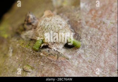 Viscum-Album. Grünes Hypokotyl, das aus einem Mistelsaat entsteht und in der frühen Phase der Keimung in Richtung apfelbaumrinde abwölbt. GROSSBRITANNIEN Stockfoto