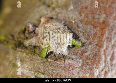 Viscum-Album. Grünes Hypokotyl, das aus einem Mistelsaat entsteht und in der frühen Phase der Keimung in Richtung apfelbaumrinde abwölbt. GROSSBRITANNIEN Stockfoto