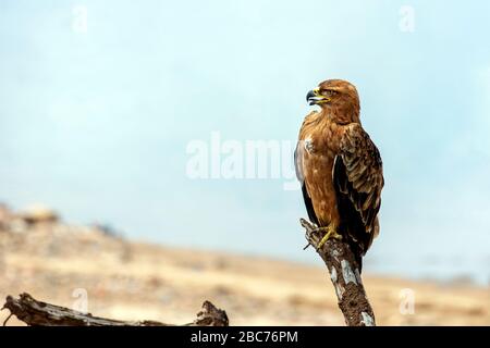 Ein Tawny-Adler thront auf einer T-Filiale im Kruger-Nationalpark, Südafrika Stockfoto