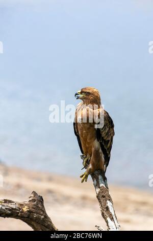 Ein Tawny-Adler thront auf einer T-Filiale im Kruger-Nationalpark, Südafrika Stockfoto
