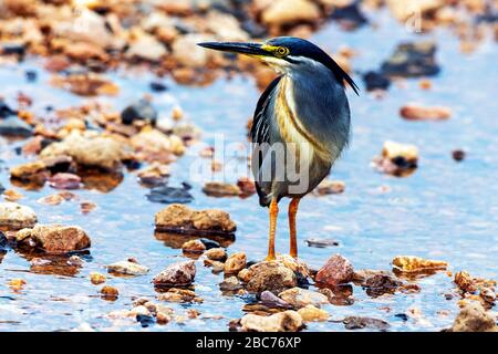 Streifte Heron-Angeln in einem Fluss im Kruger National Park, Südafrika Stockfoto