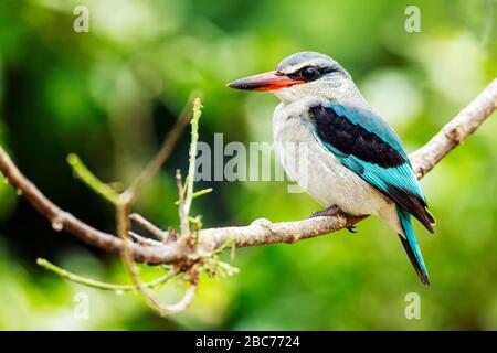 Ein Waldkingfisher thront in Tree im Kruger National Park, Südafrika Stockfoto