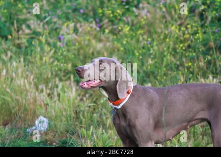 Weimaraner Hund weiblich (Outdoor) Stockfoto