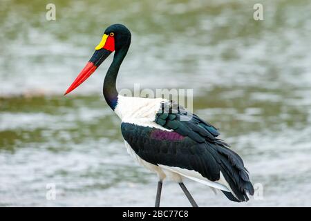 Ein in Sattel berechneter Stork, der in einem Fluss im Kruger National Park, Südafrika, angeln wird Stockfoto