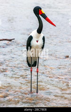 Ein in Sattel berechneter Stork, der in einem Fluss im Kruger National Park, Südafrika, angeln wird Stockfoto