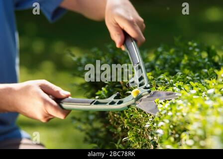 Nahaufnahme der Hände eines Gärtners, der Hecke mit Heckenschere schneidet Stockfoto