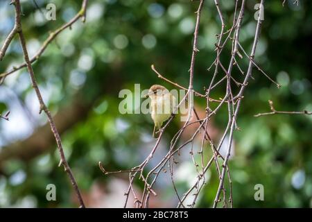 Gemeiner Gartenvogel die Chiffchaffe in Baumzweigen. Stockfoto