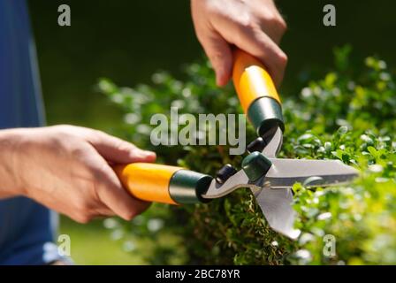 Nahaufnahme der Gärtner-Hecke mit Heckenschere Stockfoto