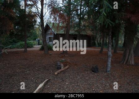 Holzbarn im Wald mit Zeder des Libanon Blätter im Herbst im Wetland Centre, Queen Elizabeth's Walk, Barnes, Richmond, London, SW13 9WT Stockfoto