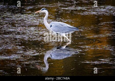 Ein Reiher fliegt im Holyrood Park, Edinburgh, über Hunter's bog. Stockfoto