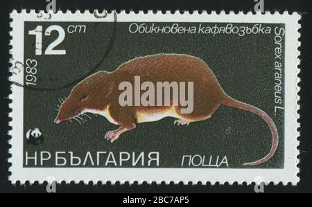BULGARIEN - CIRCA 1983: Stempel, gedruckt von Bulgarien, zeigt sorex, ca. 1983. Stockfoto