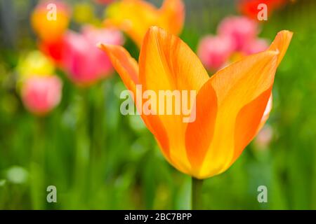 Orange-Kaiser-Tulpe im Frühlings-Heimatgarten. Stockfoto