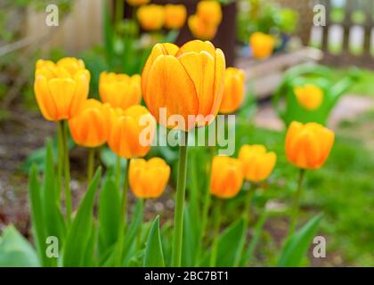 Appledorn Darwin Tulpen im Garten. Stockfoto