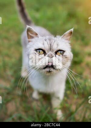 Nahaufnahme des Katzenkopfes. Exotische Kurzhaar-Rasse Stockfoto