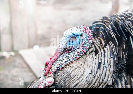 Nahaufnahme des türkischen Vogels. Detailliertes Porträt des Vogelkopfes. Kopierbereich Stockfoto